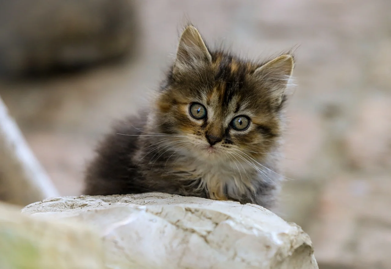 おすすめLINEアイコン例