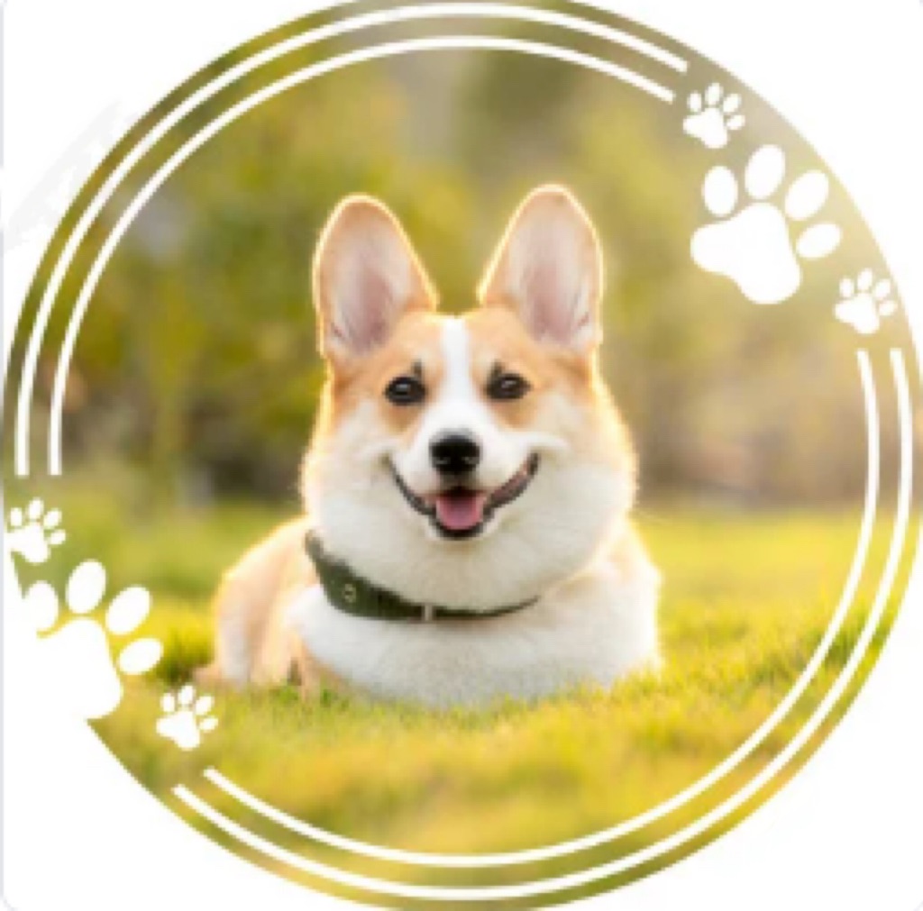 ペットや動物の可愛い写真