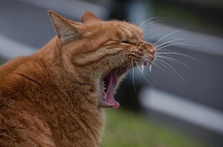 動物やペット写真